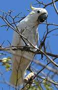 Yellow-crested Cockatoo