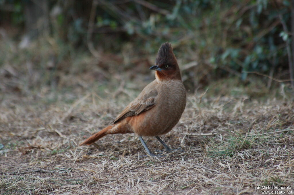 Cacholote brunadulte