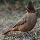 Cacholote brun
