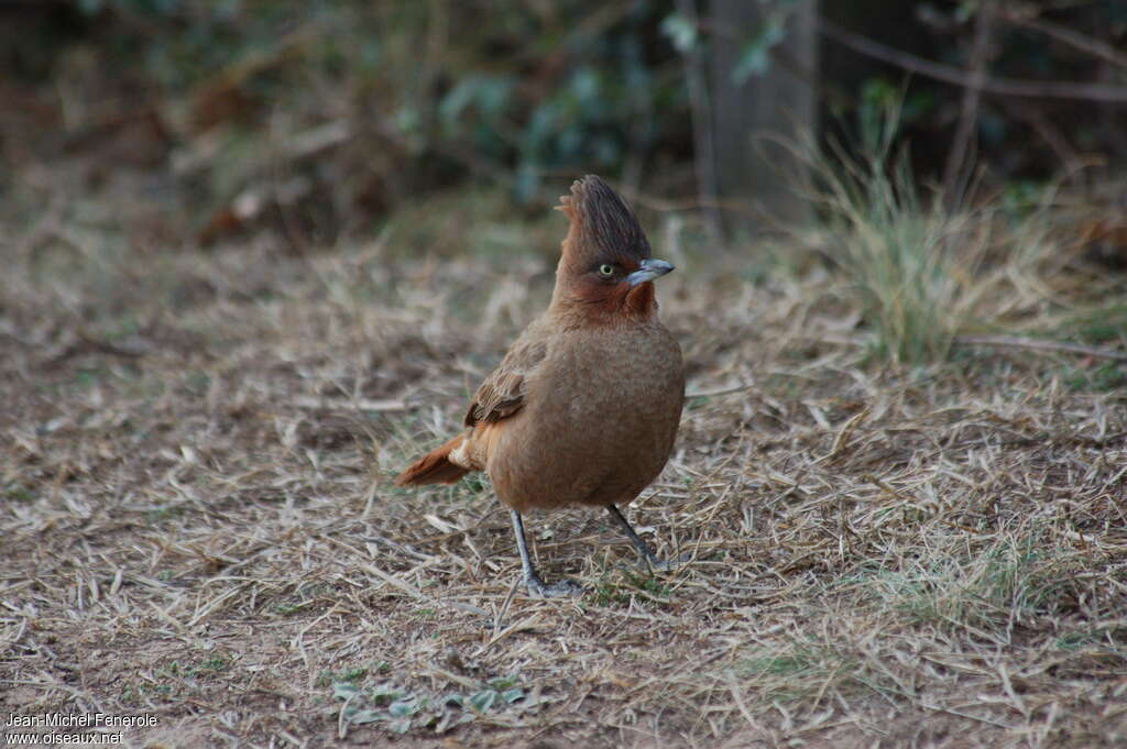 Brown Cacholoteadult