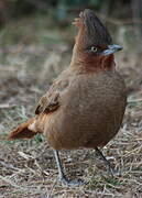 Brown Cacholote