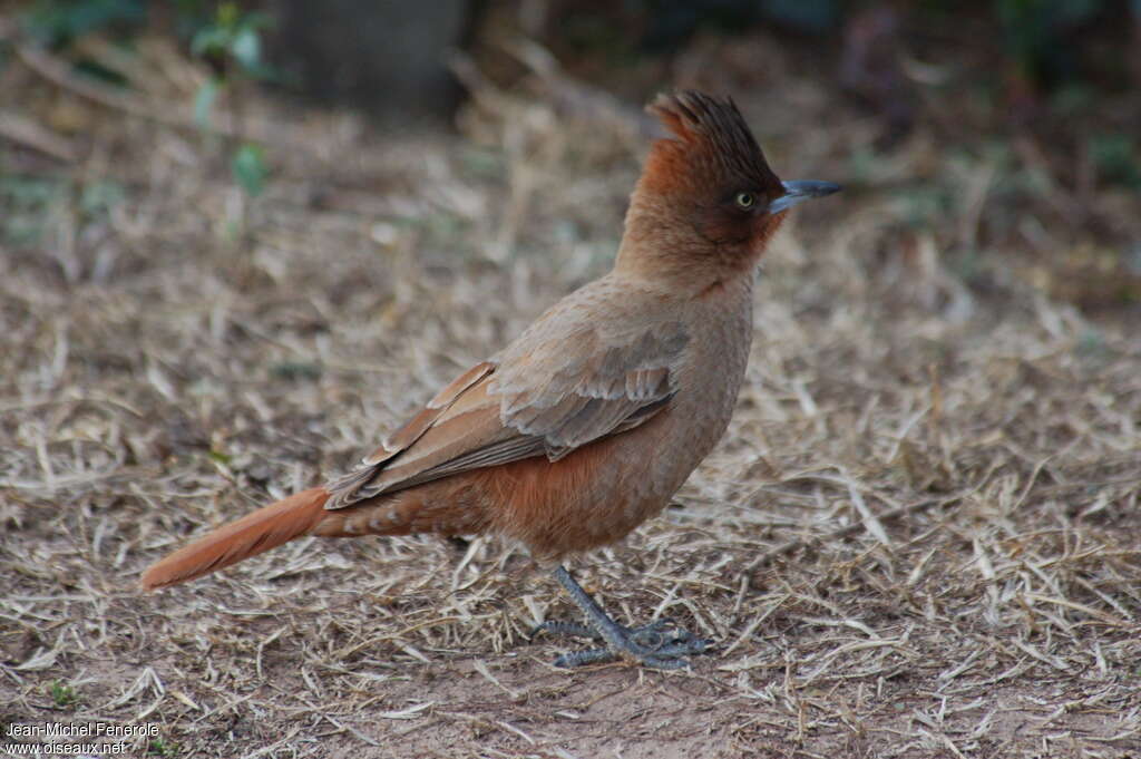 Cacholote brunadulte, identification