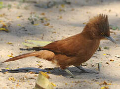 Caatinga Cacholote