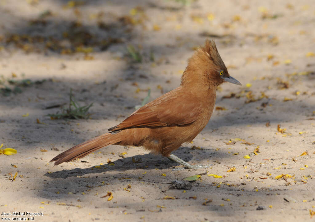 Caatinga Cacholoteadult, identification