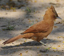 Caatinga Cacholote