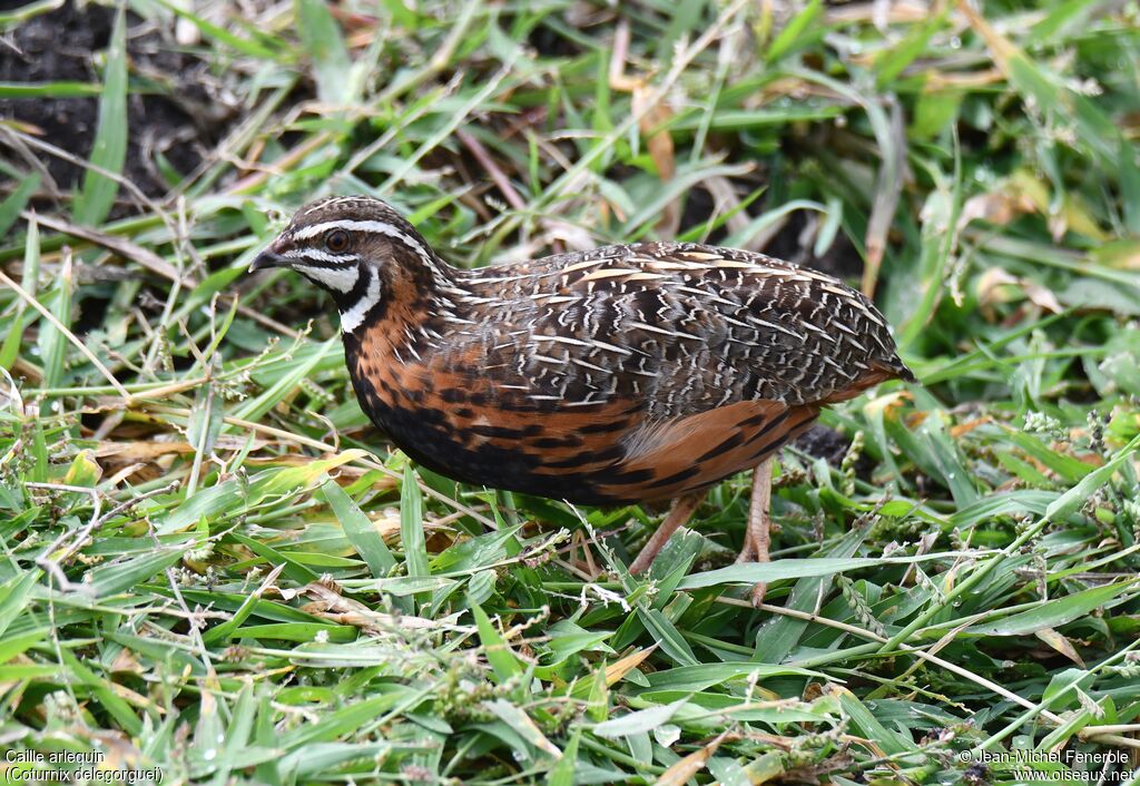 Caille arlequin