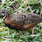 Caille arlequin