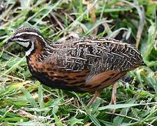 Harlequin Quail