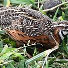 Caille arlequin