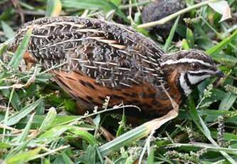 Caille arlequin