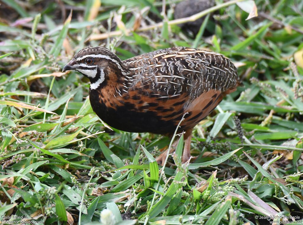 Caille arlequin