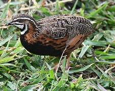 Harlequin Quail