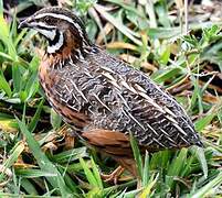 Harlequin Quail