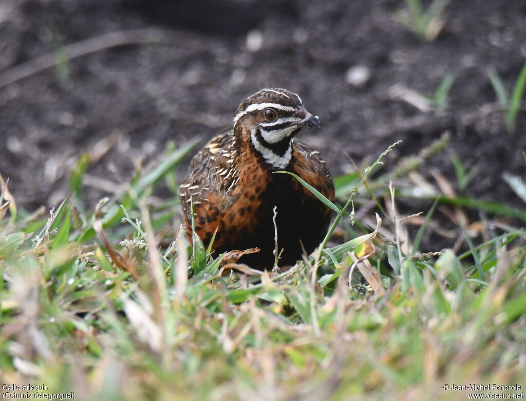 Harlequin Quail