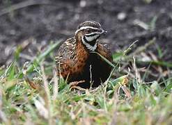 Harlequin Quail