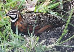 Harlequin Quail