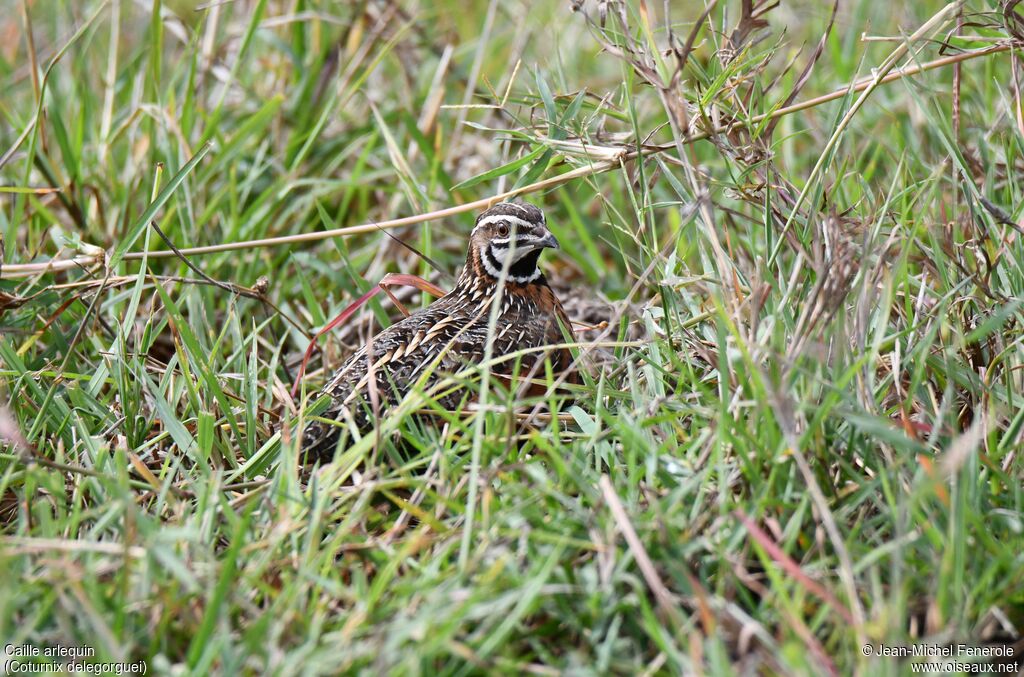 Harlequin Quail