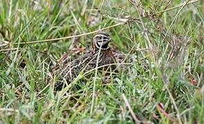 Harlequin Quail