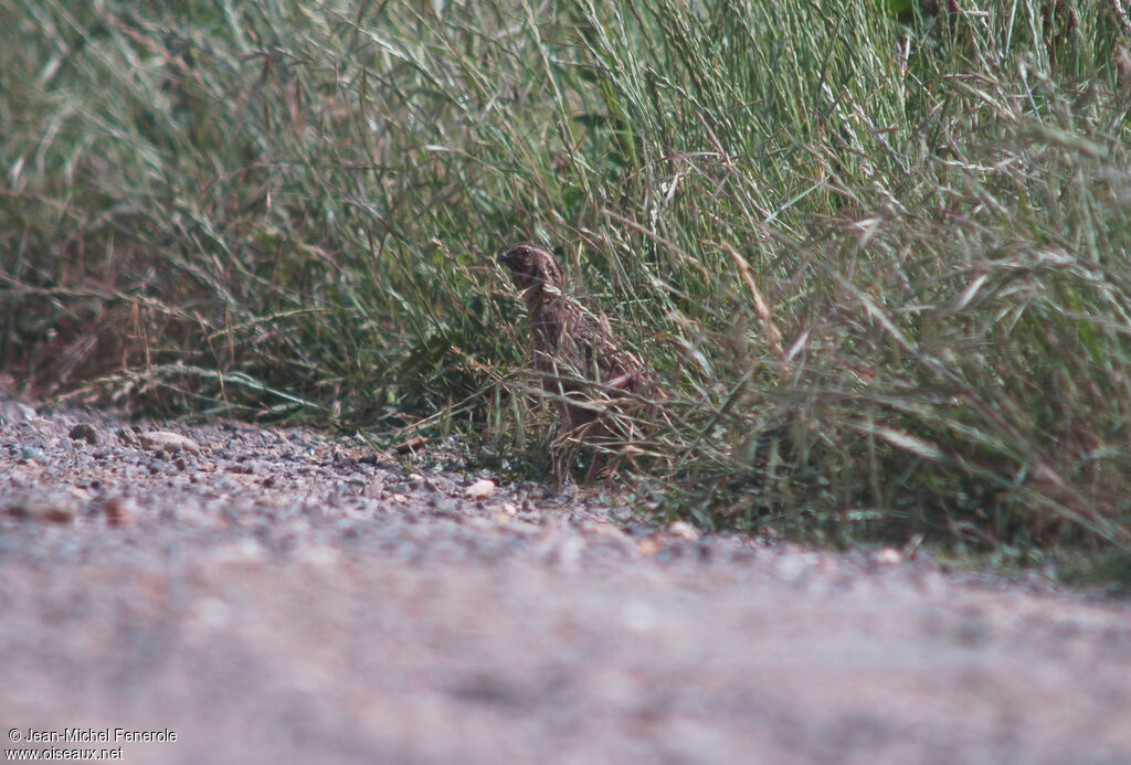 Common Quail male adult breeding