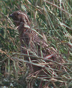 Common Quail