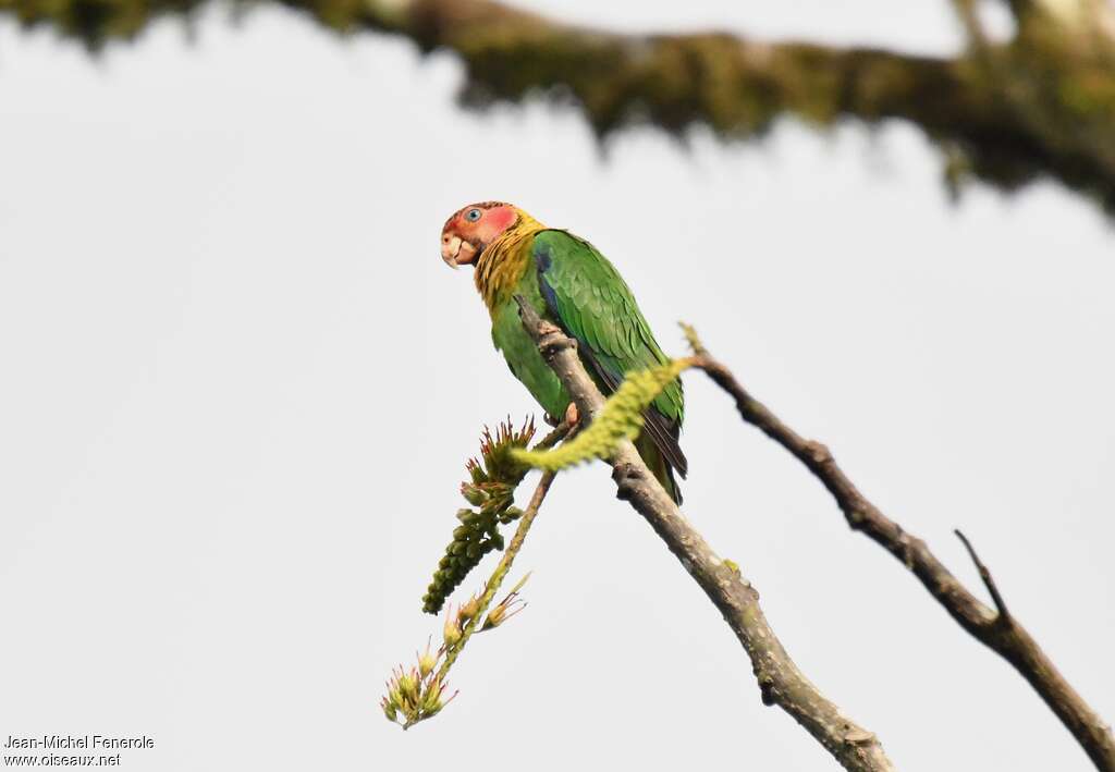 Rose-faced Parrotadult, identification