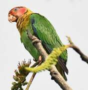 Rose-faced Parrot