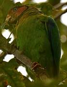 Rose-faced Parrot