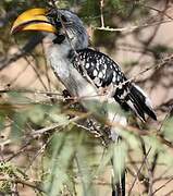 Eastern Yellow-billed Hornbill