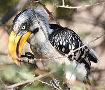 Eastern Yellow-billed Hornbill