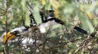 Eastern Yellow-billed Hornbill