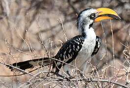 Eastern Yellow-billed Hornbill