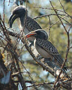 African Grey Hornbill