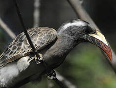 African Grey Hornbill