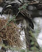 African Grey Hornbill