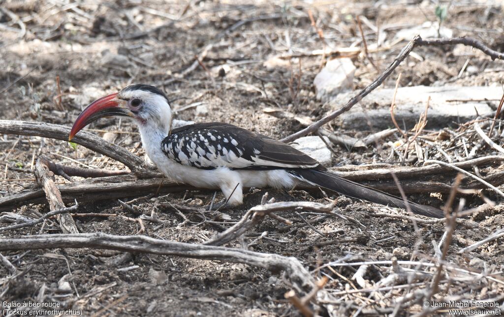 Northern Red-billed Hornbill