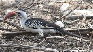 Northern Red-billed Hornbill