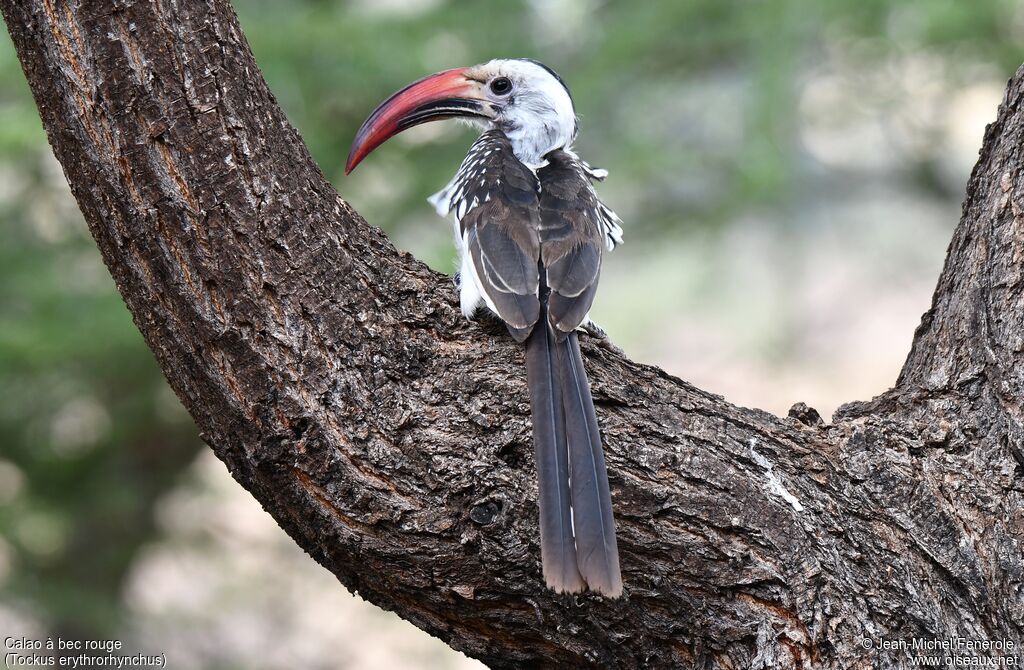 Northern Red-billed Hornbill