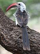 Northern Red-billed Hornbill