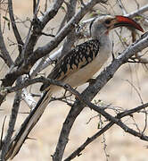 Northern Red-billed Hornbill