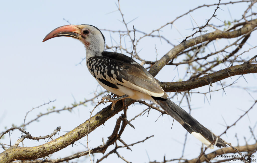 Northern Red-billed Hornbill