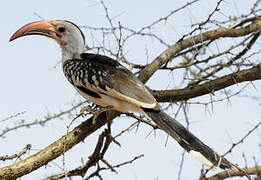 Northern Red-billed Hornbill