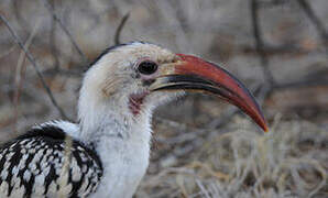 Northern Red-billed Hornbill