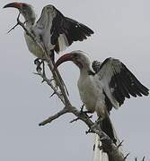 Northern Red-billed Hornbill