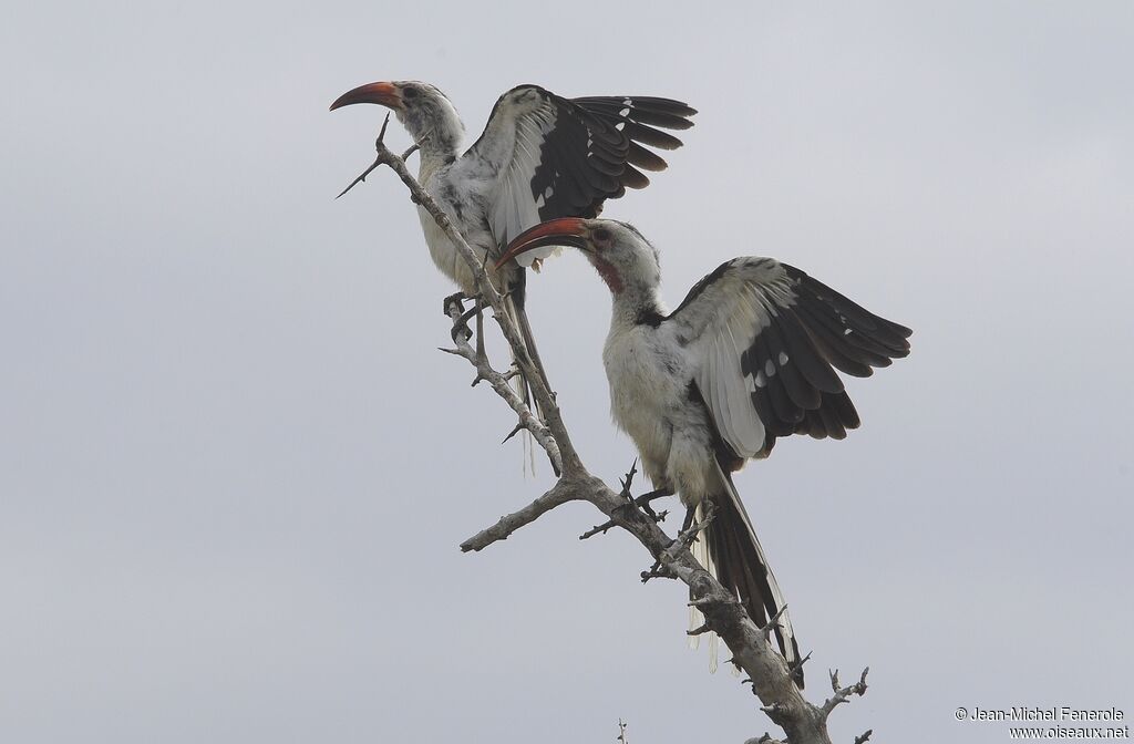 Northern Red-billed Hornbill