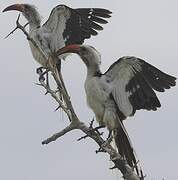 Northern Red-billed Hornbill