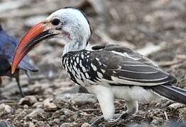 Northern Red-billed Hornbill