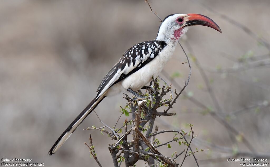 Northern Red-billed Hornbill