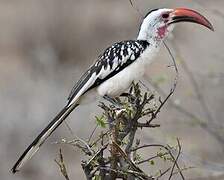 Northern Red-billed Hornbill