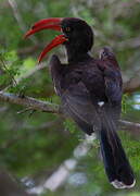 Crowned Hornbill