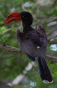 Crowned Hornbill